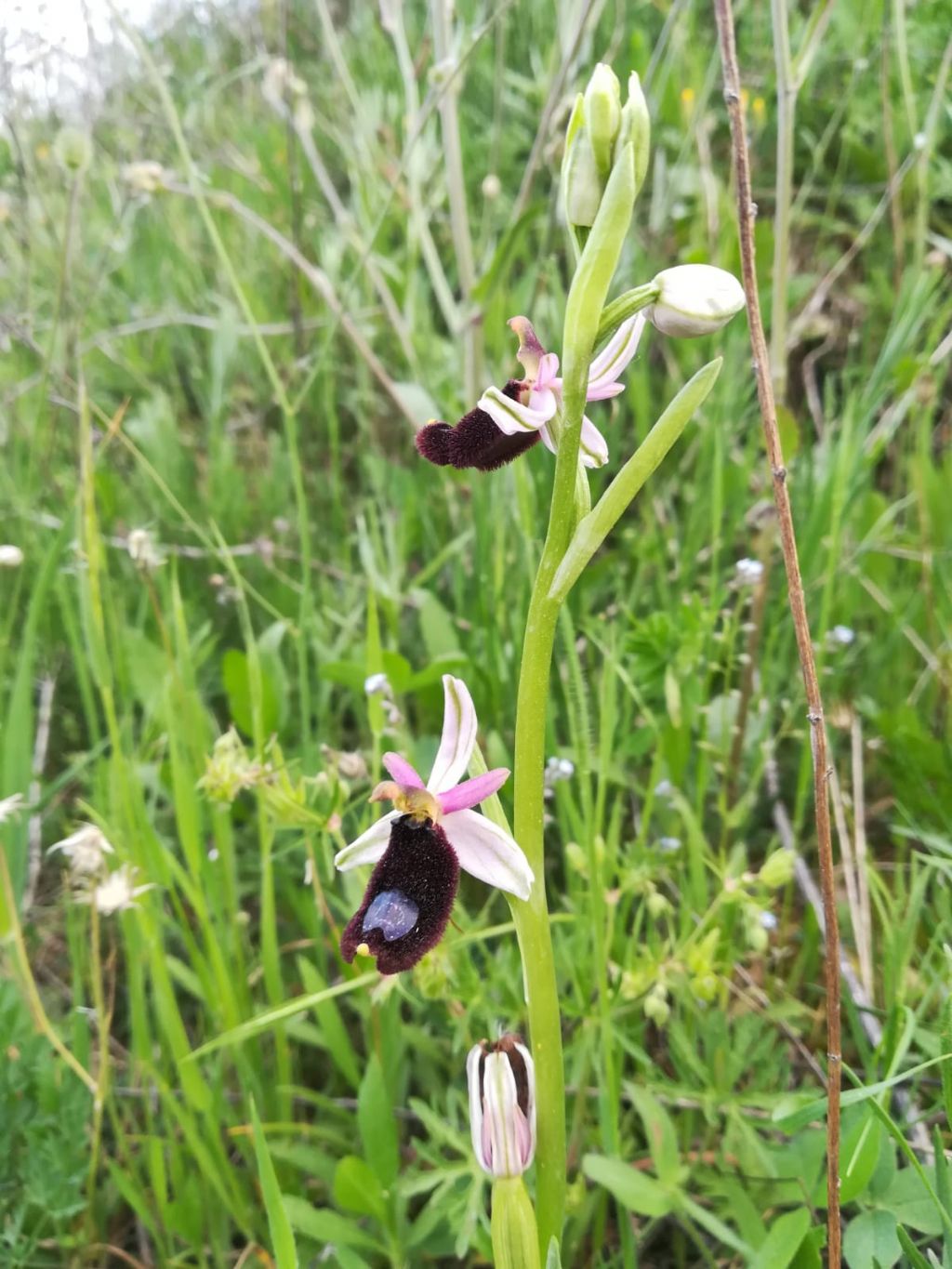 Ophrys bertolonii